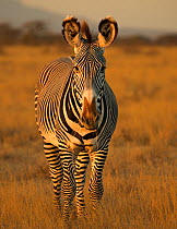 Portrait of Grevy's Zebra (Equus grevyi). Savuti, Kenya.