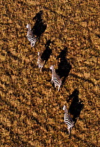 Burchell's Zebra (Equus quagga) from balloon.  Masai Mara, Kenya, Africa.