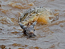 Nile Crocodile (Crocodylus niloticus) pursuing zebra during migration crossing of the Mara River. Masai Mara, Kenya, Africa.