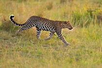 African Leopard (Panthera pardus) searching for prey. Masai Mara, Kenya.