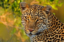 Portrait of African Leopard (Panthera pardus) 'Lorian'. Masai Mara, Kenya.