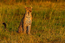 African Leopard (Panthera pardus) 'Olive' searching for prey. Masai Mara, Kenya.