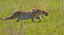 African Leopard (Panthera pardus) stalking through grass. Masai Mara, Kenya.