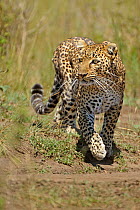 African Leopard (Panthera pardus) 'Olive' searching for prey. Masai Mara, Kenya.