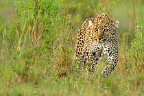 African Leopard (Panthera pardus) 'Olive' stalking through grass. Masai Mara, Kenya.