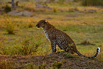 African Leopard (Panthera pardus) sitting on mound. Masai Mara, Kenya.