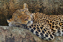 African Leopard (Panthera pardus) sleeping in tree. Masai Mara, Kenya, Africa.