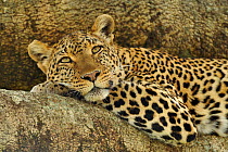 African Leopard (Panthera pardus) resting in tree. Masai Mara, Kenya, Africa.