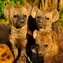 Common Hyena (Crocuta crocuta) young puppies. Masai Mara, Kenya, Africa.
