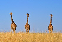 Three Masai Giraffe (Giraffa camelopardalis tippelskirchi) on horizon. Masai Mara, Kenya, Africa.