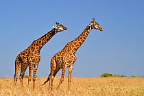 Masai Giraffe (Giraffa camelopardalis tippelskirchi) male chasing female. Masai Mara, Kenya, Africa.