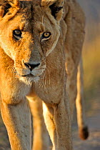 Old female African Lion (Panthera leo). Masai Mara, Kenya, Africa.
