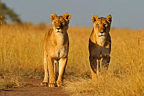 Two old female African Lions (Panthera leo). Masai Mara, Kenya, Africa.