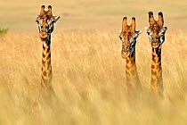 Three Masai Giraffes (Giraffa camelopardalis tippelskirchi) visible over grass. Masai Mara, Kenya, Africa.