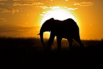 African Elephant (Loxodonta africana) bull silhouetted against setting sun. Masai Mara, Kenya, Africa.