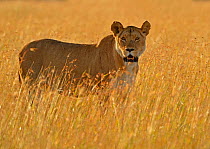 African Lion (Panthera leo) in long grass. Masai Mara, Kenya, Africa.