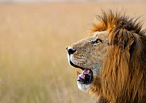 African Lion (Panthera leo) 'Notch', star of Disney's African Cats. Masai Mara, Kenya, Africa.