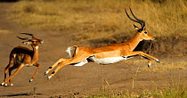 Impala (Aepyceros melampus) males rutting. Masai Mara, Kenya, Africa.