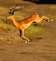 Impala (Aepyceros melampus) male jumping during rut. Masai Mara, Kenya, Africa.