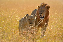 African Lion (Panthera leo) male courting female. Masai Mara, Kenya, Africa.