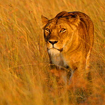 African Lion (Panthera leo) female hunting. Masai Mara, Kenya, Africa.