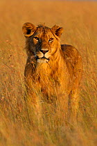 Young male African Lion (Panthera leo) in long grass. Masai Mara, Kenya, Africa.
