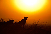Hunting African Lions (Panthera leo) silhouetted against sunrise. Masai Mara, Kenya, Africa.