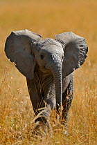 Young African Elephant (Loxodonta africana) calf. Masai Mara, Kenya, Africa.