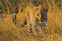 African Leopard (Panthera pardus) 'Bahati', daughter of 'Olive'. Masai Mara, Kenya, Africa.