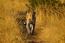 African Leopard (Panthera pardus) 'Bahati', daughter of 'Olive', walking on path. Masai Mara, Kenya, Africa.