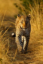 African Leopard (Panthera pardus) 'Bahati', daughter of 'Olive', walking on path. Masai Mara, Kenya, Africa.