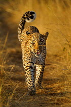 African Leopard (Panthera pardus) 'Bahati', daughter of 'Olive', walking on path growling at photographer. Masai Mara, Kenya, Africa.