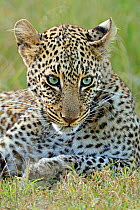 Portrait of African Leopard (Panthera pardus) 'Bahati', 'Olive's' daughter, with blue eyes. Masai Mara, Kenya, Africa.