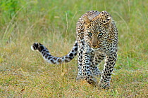 Portrait of African Leopard (Panthera pardus) 'Bahati', 'Olive's' daughter. Masai Mara, Kenya, Africa.