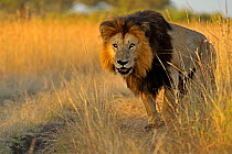 African Lion (Panthera leo) 'Notch', star of Disney's African Cats, by track in grass. Masai Mara, Kenya, Africa.
