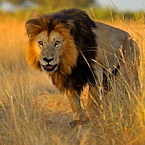 African Lion (Panthera leo) 'Notch', star of Disney's African Cats, in grass. Masai Mara, Kenya, Africa.