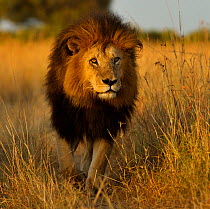 Portrait of African Lion (Panthera leo) 'Notch', star of Disney's African Cats. Masai Mara, Kenya, Africa.