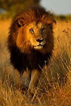 Portrait of African Lion (Panthera leo) 'Notch', star of Disney's African Cats. Masai Mara, Kenya, Africa.