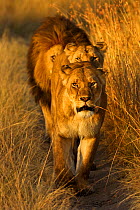 African Lion (Panthera leo) 'Notch', star of Disney's African Cats with females. Masai Mara, Kenya, Africa.