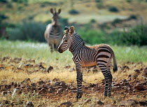 Mountain Zebra (Equus zebra) young calf, with mother in background. Damaraland, Namibia.