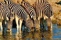 Burchell's Zebra (Equus quagga) herd drinking. Etosha, Namibia.