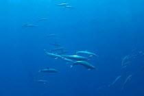 Large pod of Eastern Spinner Dolphins (Stenella longirostris orientalis). Off Baja California, Mexico.