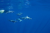 Pod of Eastern Spinner Dolphins (Stenella longirostris orientalis) near boat at sea surface. Off Baja California, Mexico.