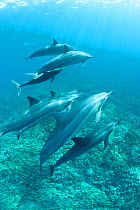 Hawaiian / Gray's / Long-Snouted Spinner Dolphins (Stenella longirostris longirostris) over coral reef. Keauhou, Kona, Hawaii, Central Pacific Ocean.