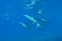Hawaiian / Gray's / Long-Snouted Spinner Dolphins (Stenella longirostris longirostris) at ocean surface. Keauhou, Kona, Hawaii, Central Pacific Ocean.
