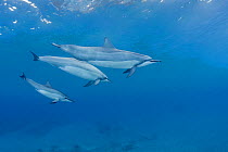 Hawaiian / Gray's / Long-Snouted Spinner Dolphins (Stenella longirostris longirostris) adults with calf. Keauhou, Kona, Hawaii, Central Pacific Ocean.