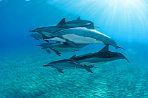 Hawaiian / Gray's / Long-Snouted Spinner Dolphins (Stenella longirostris longirostris) over sandy sea bed. Keauhou, Kona, Hawaii, Central Pacific Ocean.