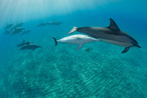 Hawaiian / Gray's / Long-Snouted Spinner Dolphins (Stenella longirostris longirostris) with mother and young calf. Keauhou, Kona, Hawaii, Central Pacific Ocean.