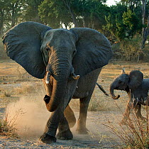 African elephant charging (Loxodonta africana) female with young calf, Okavango Delta, Botswana