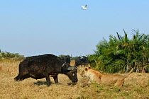 Cape buffalo (Syncerus caffer caffer) charging African lioness (Panthera leo) Okavango Delta, Botswana